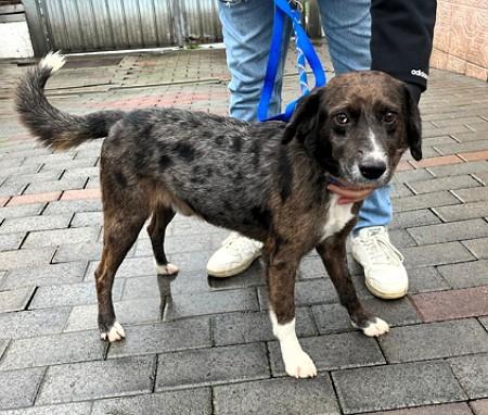 CASPER DOLCE CAGNOLINO Foto 6